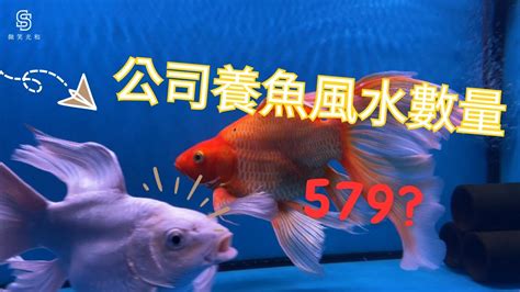 風水養魚數量|風水魚：多少最旺宅？